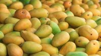 Cat Hoa Loc Mango From Vietnam with High Quality (HuuNghi Fruit)