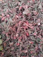 NIGERIAN DRIED HIBISCUS FLOWER: MULTI- MILLION DOLLAR EXPORT