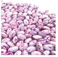 Dried pinto light spackled kidney beans