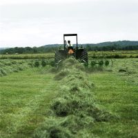 Top Quality Alfafa Hay for Animal Feeding Stuff Alfalfa / Timothy / Alfalfa