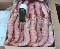 Frozen Argentina red shrimp individual frozen top quality seafood