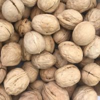 100% Natural Healthy Food Thin Skin Walnuts in Shell