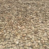 Wholesale Nigeria cashew nut for export