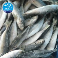 Frozen Hard Tail Scad Fresh Seafood Horse Mackerel