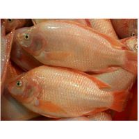 Seafood Fresh Frozen Red Tilapia Fish Red Snapper Tilapia Fish