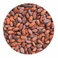 Hot Selling High Grade Organic Dried Cocoa Beans