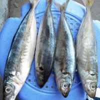 Frozen Fresh Seafood 25cm Horse Mackerel Fish