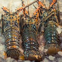 Rock Lobsters/Seafood/Fresh Chilled Lobsters!