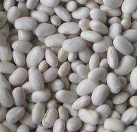 Bulk Dried Butter Beans White Kidney Beans