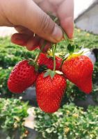 good quality fresh strawberry seeds organic plant seeds 100gr/bag