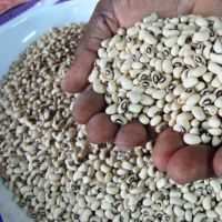 Quality Black Eyed Cowpea Beans