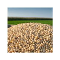 High Quality Soya Beans Soybeans at Low Market Price