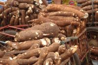 Quality Fresh Cassava