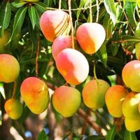 mango / Fresh Mango Supplier