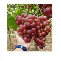 Fresh & Sweet Organic Red Globe Grapes