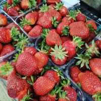 best Organic Fresh Strawberry Australian Fresh Strawberries