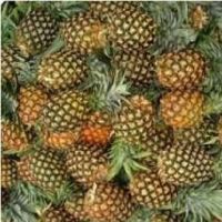 Fresh Sweet Pineapples, Canned Pineapples Ready For Export!