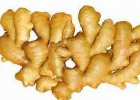 Wholesale High Quality Fresh Ginger