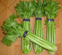 Sell Western Celery