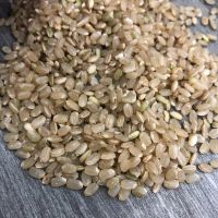 New Crop BROWN RICE with the most competive price from VILACONIC company