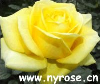 Sell chinese rose