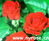 rose--sell