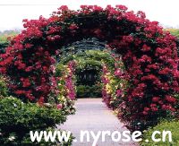 rose export