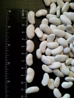100% Organic Natural Agriculture Product Large White Kidney Beans Raw Style Dry White Kideny Beans New Crop