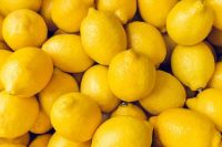 High quality citrus fruits Yellow Count Sweet Lemon