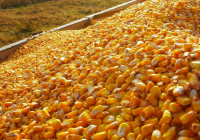 Yellow Corn Maize And Red Corn Maize For Human Consumption At Wholesale Prices!!!