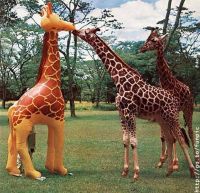 Sell inflatable giraffe