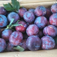 Fresh Plums Specialty Snack Food Dried