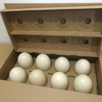 Ostrich Eggs