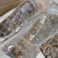 Frozen Lobster Or Live Lobster /Fresh Lobster Tail Available