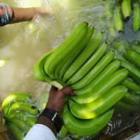 fresh cavendish Banana