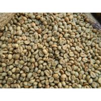 GREEN COFFEE BEAN ROBUSTA