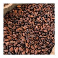 Cocoa Beans / Raw Coco Beans / Dried Cocoa Beans