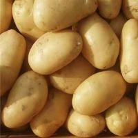 wholesale potato