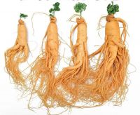 Fresh American Ginseng Panax Ginseng Korean Red Ginseng Root