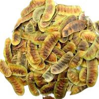 Senna Pods for Bulk Buyers