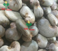 Raw Cashew Nuts, Packaging Size: 80 Kg