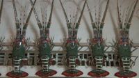 Bamboo Lobster Handicraft in Viet Nam