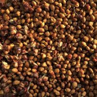 Best Seller Red Sorghum Grains/Red Sorghum Beans