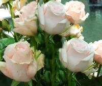 Sell Cut-flower roses for you!
