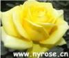 Sell Big-flower roses