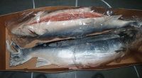 Frozen Whole Salmon / Fresh Frozen Salmon Fish With Good Quality