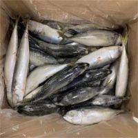 Quality Fresh Frozen Mackerel fish