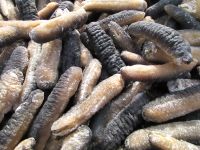 Wholesale Dried Sea Cucumber For Sale