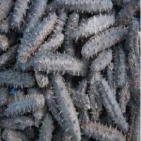 Sea cucumber wholesale & retailer