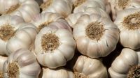 Wholesale Pure white Normal White Garlic
